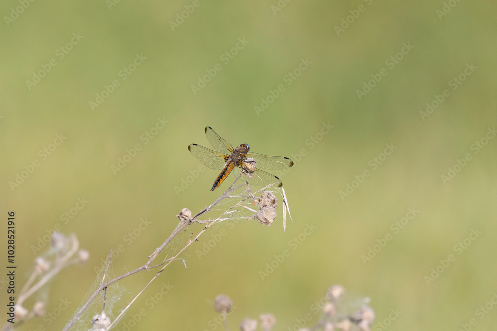Dragonfly sits on dry grass on a green background close up Dragonfly sits on dry grass on a green background close up