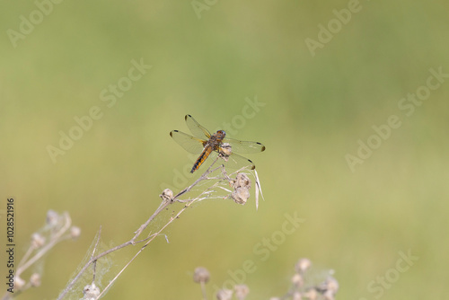 Dragonfly sits on dry grass on a green background close up