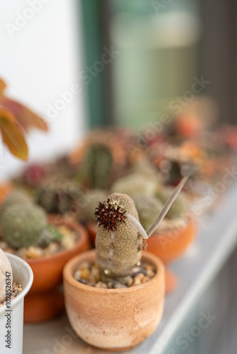 Rare Pseudolithos Succulent in a Terracotta Pot - Close-Up of a Unique Desert Plant with Detailed Texture photo