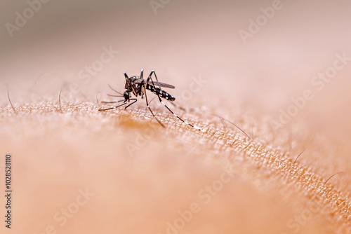 Close up a aedes aegypti mosquito photo