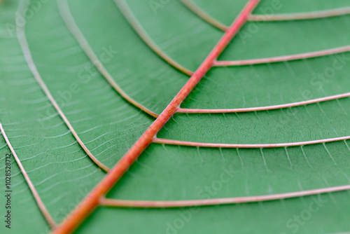 Kratom or Mitragyna speciosa branch green leaves on natural background.