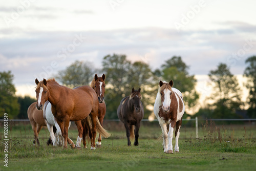 Estonian native horses ( Estonian Klepper) walking in the coastal meadow. Horses on the paddock.  Autumn scenery and farm animals. 