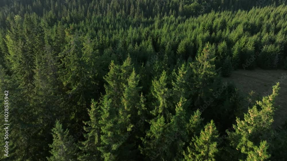 Lush green evergreen forest under gentle sunlight in a serene natural landscape, aerial view Lush green evergreen forest under gentle sunlight in a serene natural landscape, aerial view