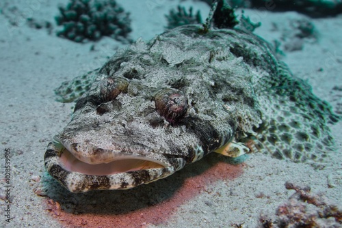 Crocodile fish lying on the sea bottom. -  tentacled flathead (Papilloculiceps longiceps) Tropical coral reef scene photo