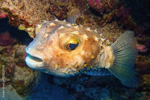 Beautiful tropical coral reef with lovely porcupine fish.