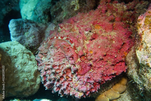 Fototapeta Naklejka Na Ścianę i Meble -  Stone fish  - Synanceia verrucosa - resting on the tropical coral reef