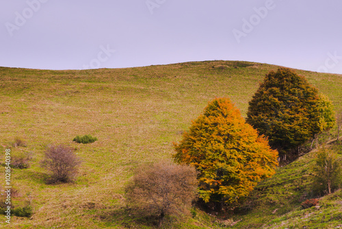 Trees in autumn colors.  Imagna Valley, Italy photo