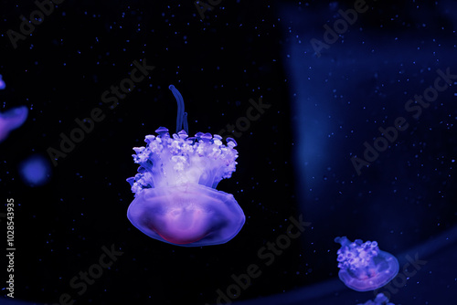 underwater photography jellyfish Cotylorhiza tuberculata, Mediterranean jellyfish photo