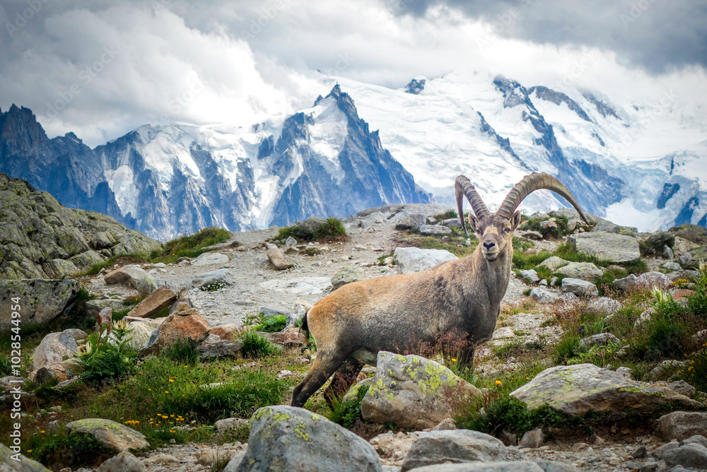 Majestic Ibex in the French Alps Majestic Ibex in the French Alps