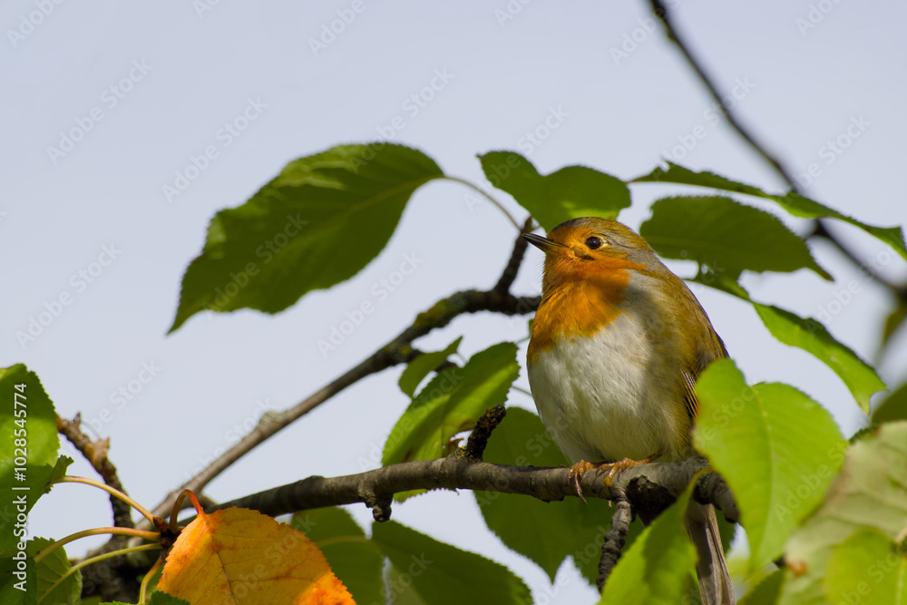 European robin is perching on a twig close-up European robin is perching on a twig close-up