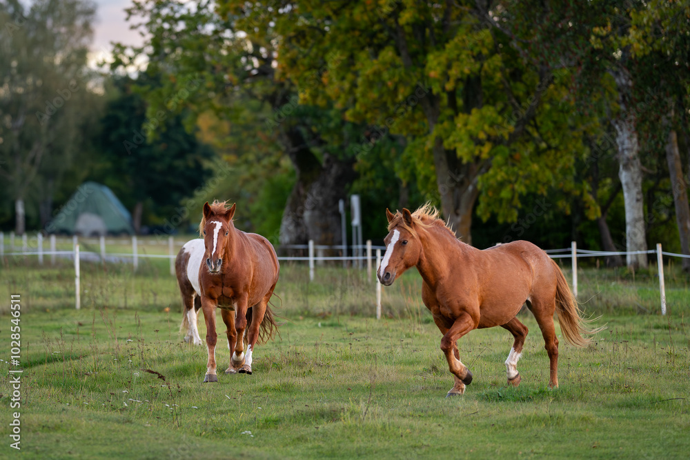Fototapeta premium Estonian native horses ( Estonian Klepper) walking in the coastal meadow. Horses on the paddock. Autumn scenery and farm animals. 