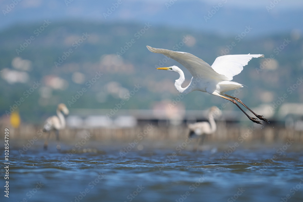 White heron gracefully flying over a lake in Spain White heron gracefully flying over a lake in Spain