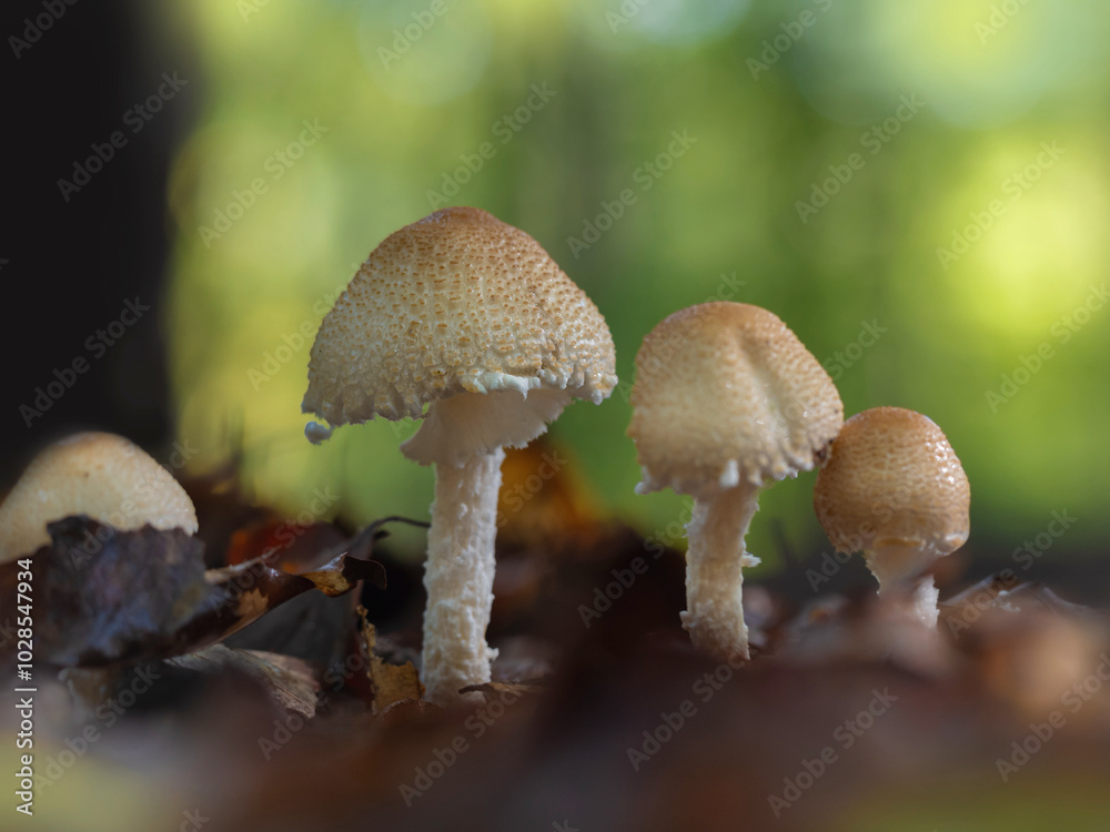 Wald im Herbst ist Pilze Zeit, freigestellt und soft Wald im Herbst ist Pilze Zeit, freigestellt und soft