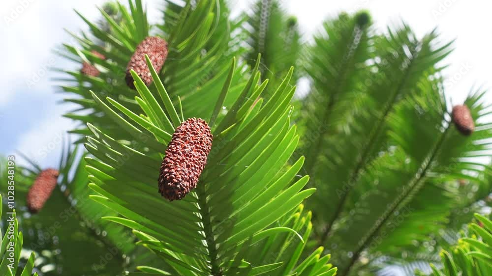 Wollemi pine tree with Cone shape pine tree flower in wind is breezing, unique endangered species and one of the world's oldest and rarest plants Wollemi pine tree with Cone shape pine tree flower in wind is breezing, unique endangered species and one of the world's oldest and rarest plants
