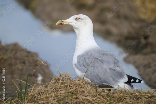 Seagull Resting on a Nest by the Water in a Natural Habitat photo