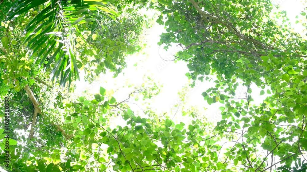 The sun shines through the green leaves.
The sun shines through the green leaves.