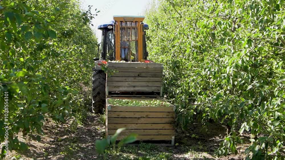 Farmer's Orchard. Tractor Transports Boxes Filled with Fresh Fruits Farmer's Orchard. Tractor Transports Boxes Filled with Fresh Fruits