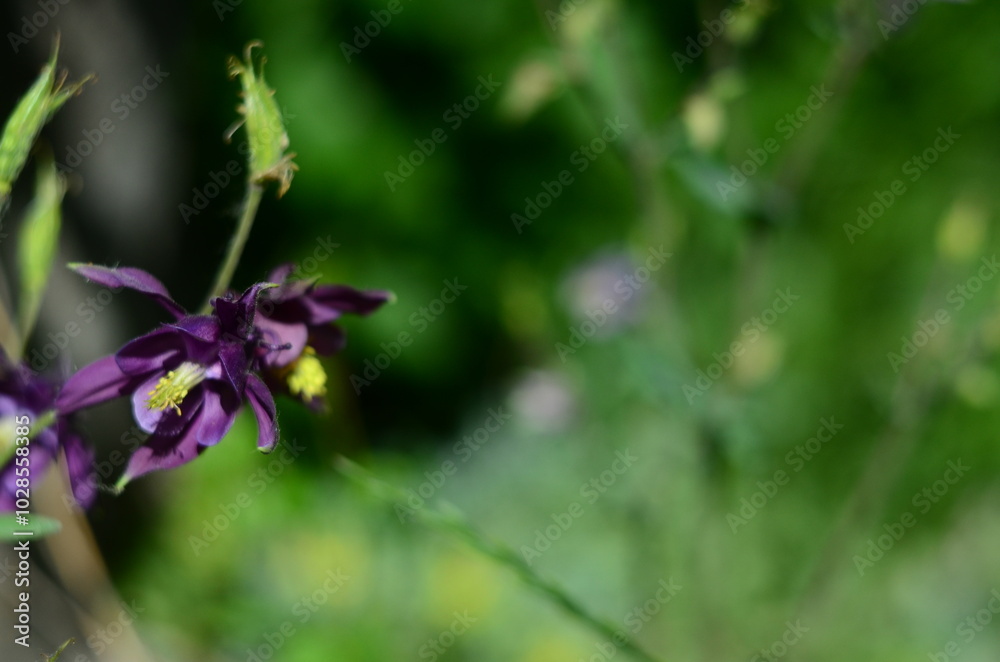 Flower plants in the garden closeup out of city village nature