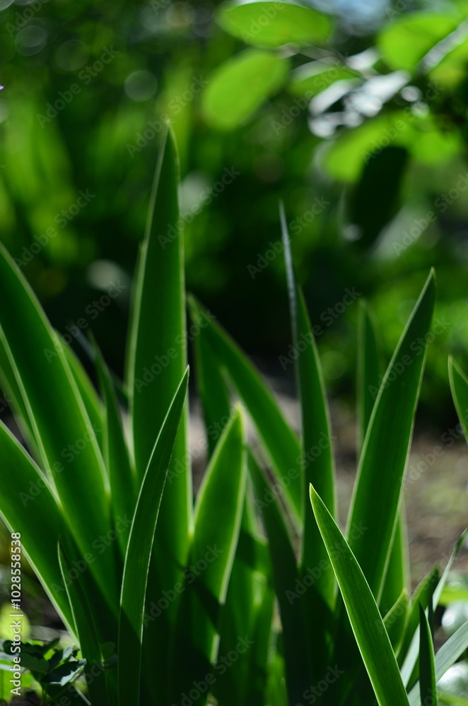 Obraz premium Flower plants in the garden closeup out of city village nature