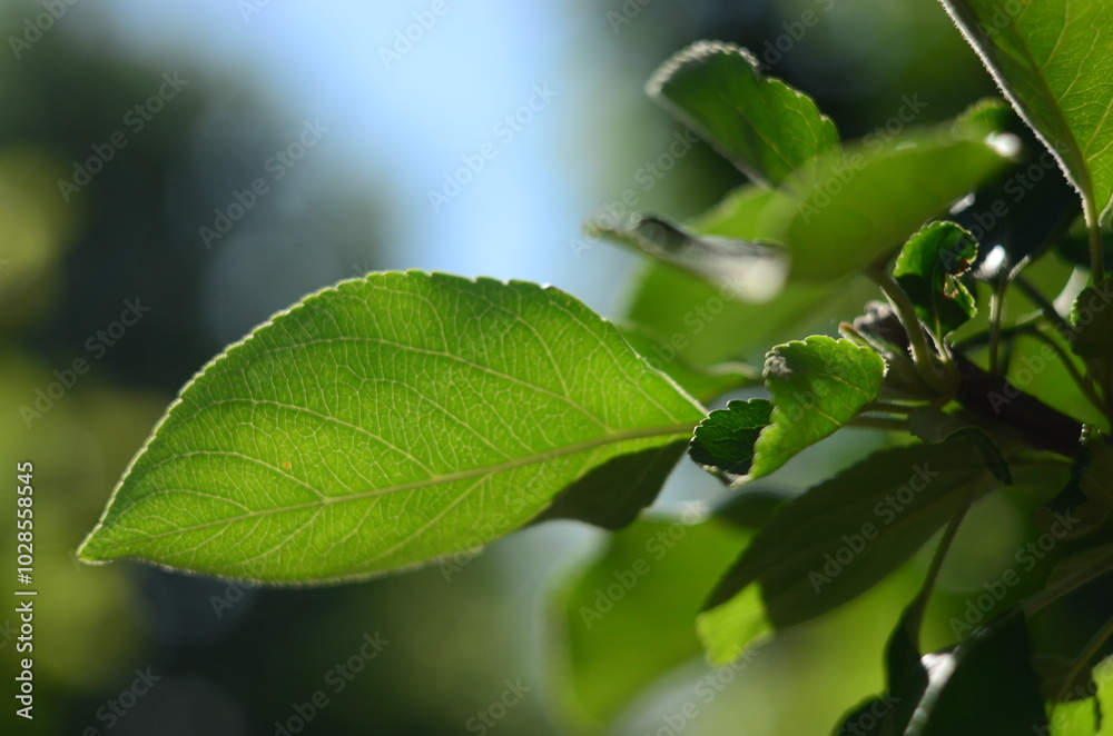 Fototapeta premium Flower plants in the garden closeup out of city village nature