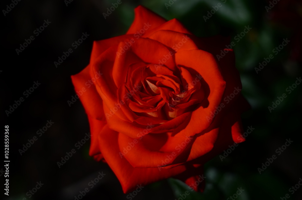 Naklejka premium Nature flowers plants out of city village sunny