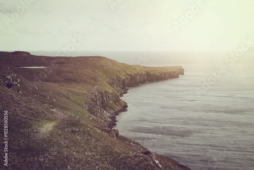 Herd of domestic sheep grazing on a coastal cliff in the Faroe Islands on a foggy cloudy day