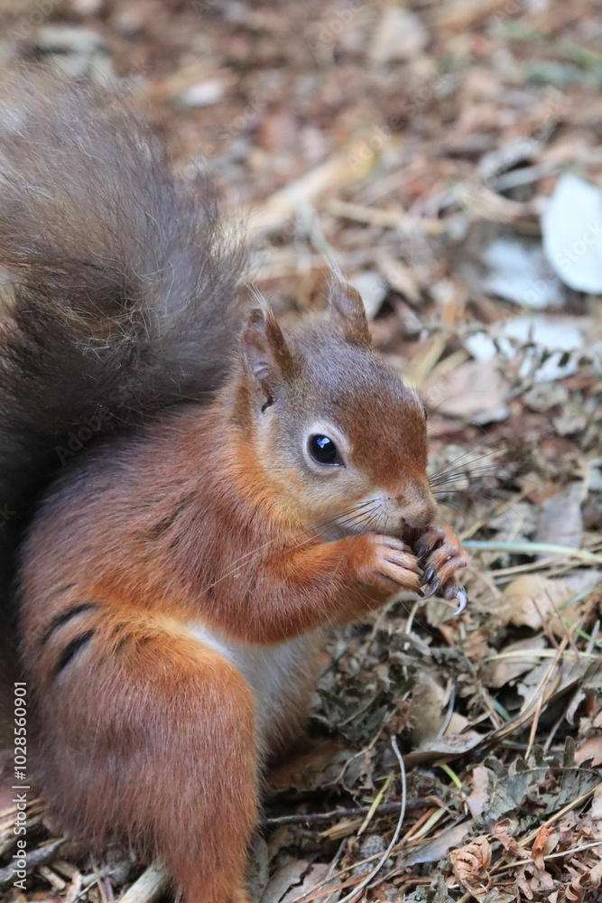 Close-up of a red squirrel eating in a forest Close-up of a red squirrel eating in a forest