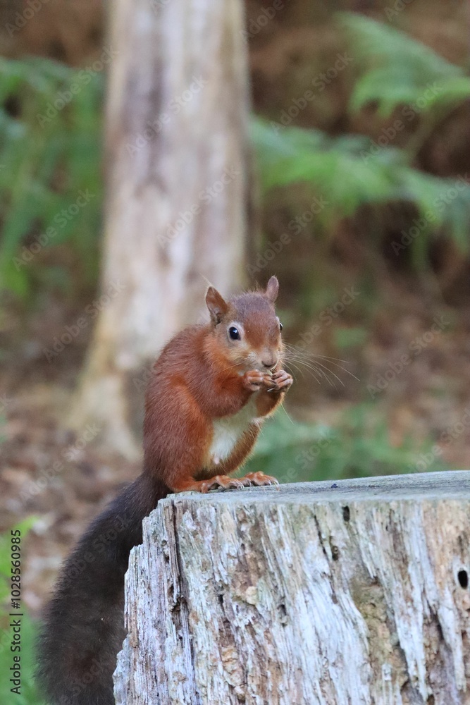 Red squirrel on a tree stump in a forest Red squirrel on a tree stump in a forest