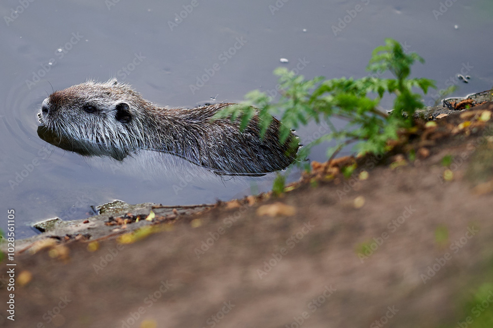 Two nutria swim side by side in the river, one nibbling on a piece of greenery.