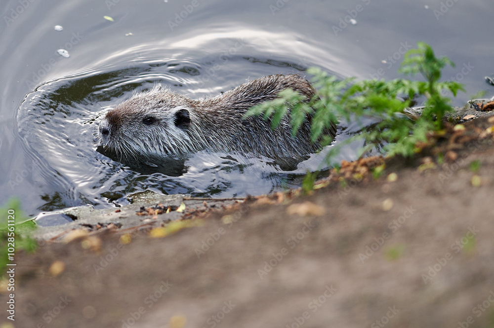 A nutria cautiously approaches the water's edge, its wet fur glistening in the light.