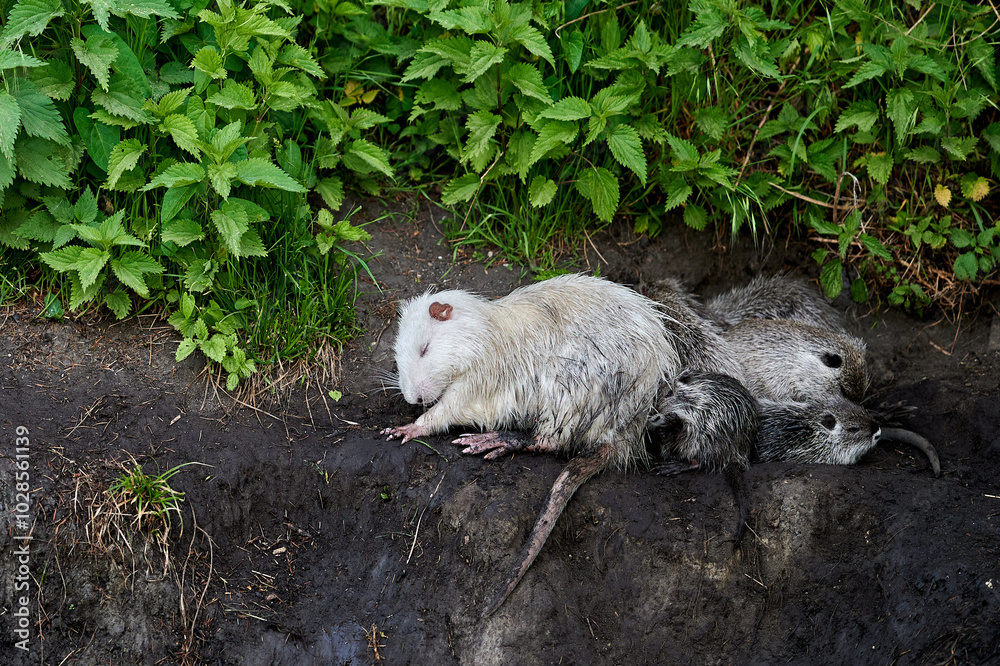 A single nutria swims close to the riverbank, surrounded by reflections of plants and sky on the water.