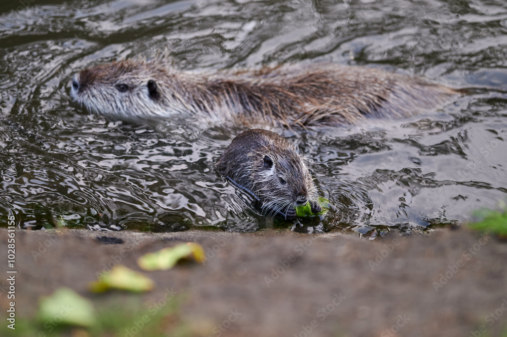 A nutria swims in the water while nibbling on a leafy plant, accompanied by another nutria following behind. The scene captures their natural behavior in a peaceful environment.