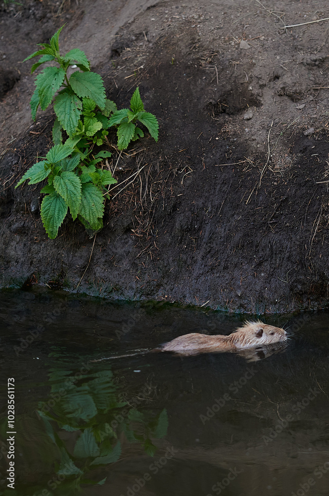 A single nutria swims gracefully through the water, gliding alongside a riverbank lined with green plants. The reflection in the water adds to the tranquility of the scene.