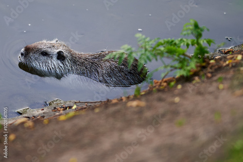 Two nutria swim side by side in the river, one nibbling on a piece of greenery.