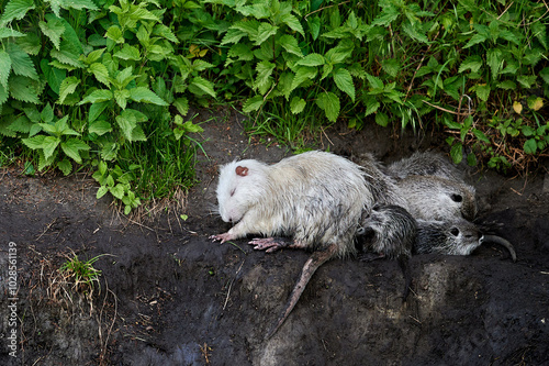 A single nutria swims close to the riverbank, surrounded by reflections of plants and sky on the water.  photo