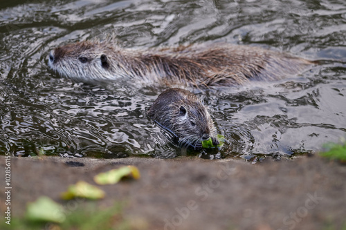 Obraz na płótnie A nutria swims in the water while nibbling on a leafy plant, accompanied by another nutria following behind. The scene captures their natural behavior in a peaceful environment. w salonie