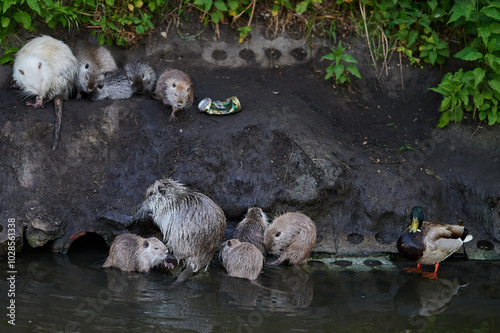 A family of nutria gathers on the riverbank, with young nutria huddled close to their mother and a nearby mallard duck. The group shows a calm moment in nature. photo