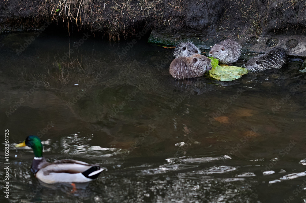 Four nutria huddled together by the water, nibbling on lettuce leaves, while a mallard duck swims nearby in a peaceful coexistence