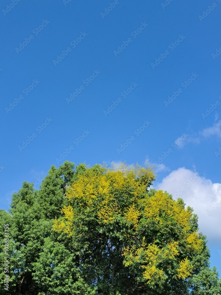Tree with green and yellow foliage against blue sky Tree with green and yellow foliage against blue sky