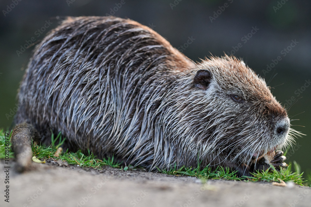 A nutria rests on the grassy riverbank, nibbling a piece of bread with a tranquil expression, surrounded by a calm natural setting