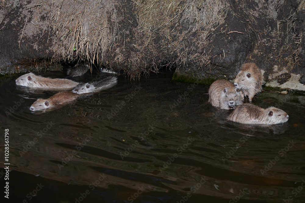 A group of nutria swimming together near the riverbank, with their wet fur glistening in the water, as they make their way along the shore