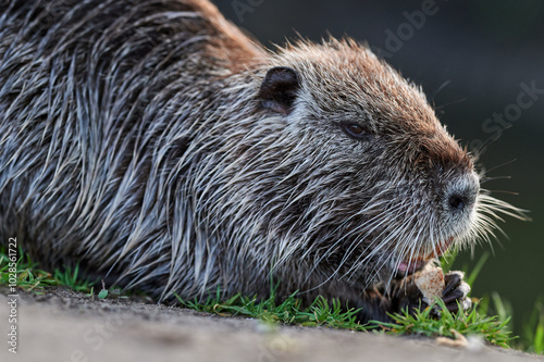 A nutria rests on the grassy riverbank, nibbling a piece of bread with a tranquil expression, surrounded by a calm natural setting