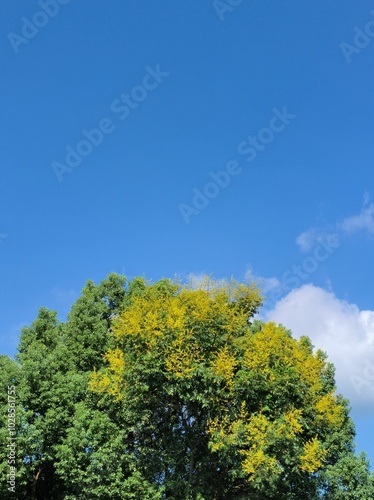 Tree with green and yellow foliage against blue sky