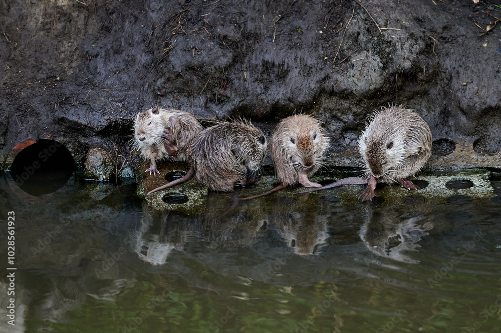 A nutria family rests on the muddy riverbank, with one nutria lying down and others nestled together. The scene reflects a moment of rest in the animals' natural habitat.