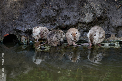 Obraz na płótnie A nutria family rests on the muddy riverbank, with one nutria lying down and others nestled together. The scene reflects a moment of rest in the animals' natural habitat. w salonie
