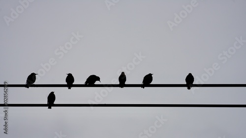 Silhouettes of birds on power lines