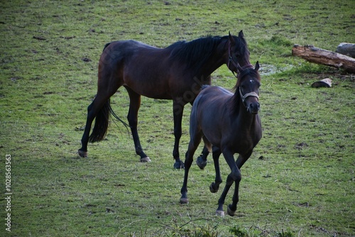 Two horses grazing in a green field during daytime.