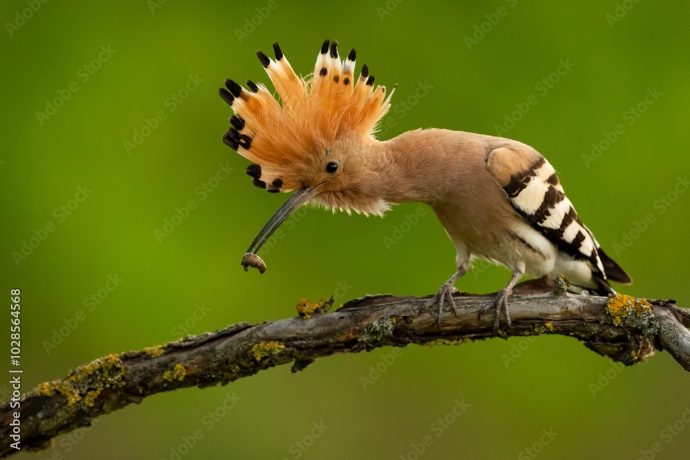 Beautiful Eurasian hoopoe bird perched on a branch with a vibrant green background.