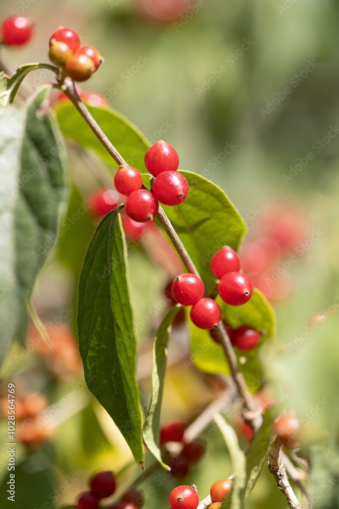 The Red Berries of Bush Honeysuckle, in Autumn