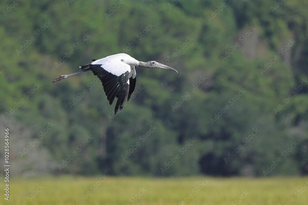 Wood Stork in Flight Against Forest Background Wood Stork in Flight Against Forest Background
